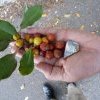 Port Jackson figs